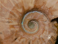 Polished Opalized Cleoniceras Ammonite Fossils x 3 From Tulear, Madagascar