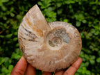 Polished Opalized Cleoniceras Ammonite Fossils x 3 From Tulear, Madagascar