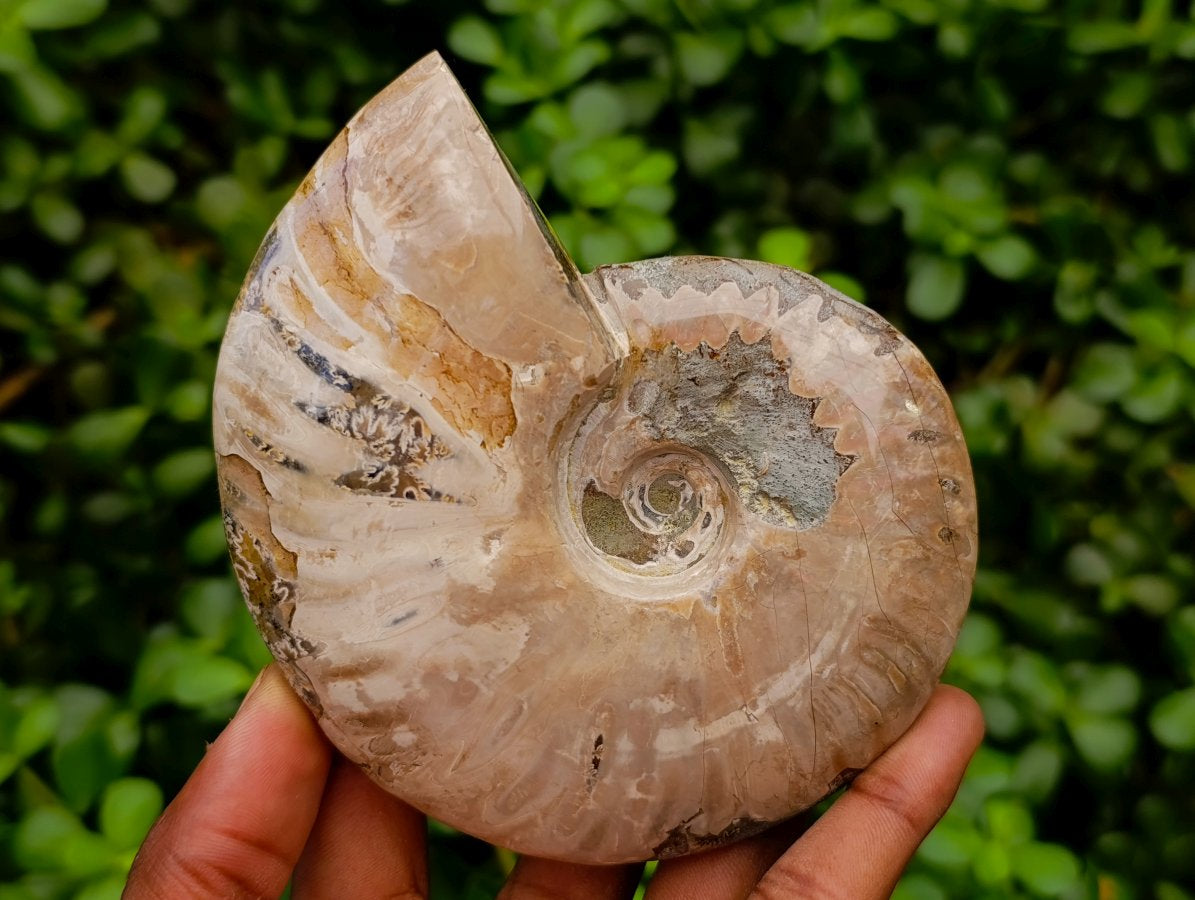 Polished Opalized Cleoniceras Ammonite Fossils x 3 From Tulear, Madagascar