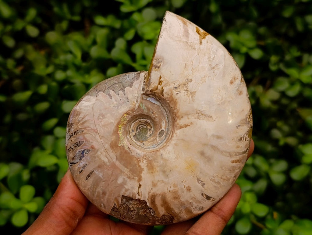 Polished Opalized Cleoniceras Ammonite Fossils x 3 From Tulear, Madagascar