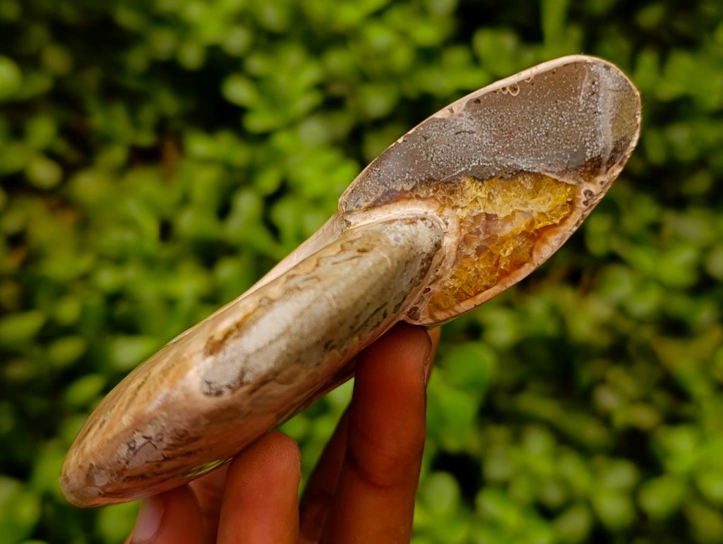 Polished Opalized Cleoniceras Ammonite Fossils x 3 From Tulear, Madagascar