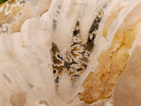 Polished Opalized Cleoniceras Ammonite Fossils x 3 From Tulear, Madagascar