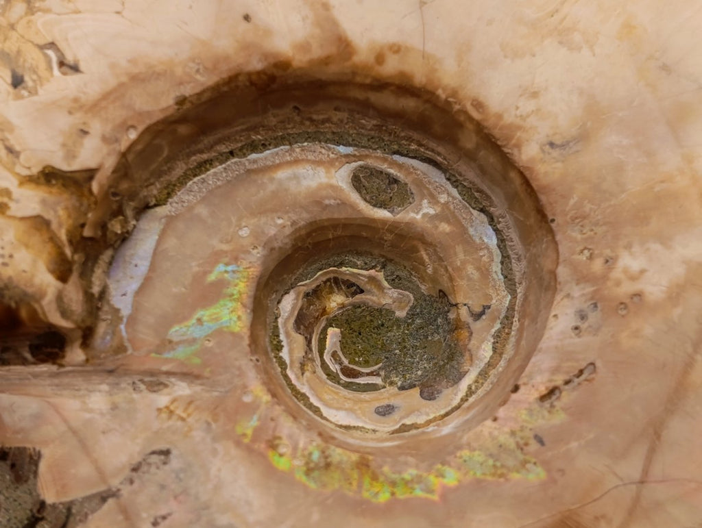 Polished Opalized Cleoniceras Ammonite Fossils x 3 From Tulear, Madagascar