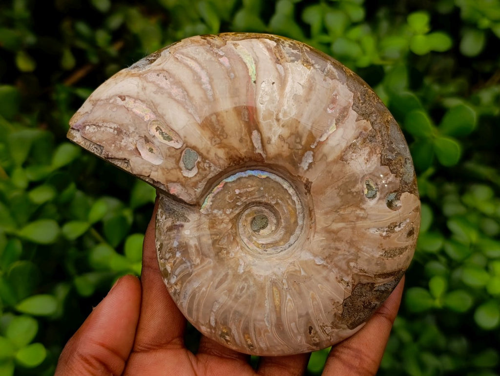 Polished Opalized Cleoniceras Ammonite Fossils x 3 From Tulear, Madagascar