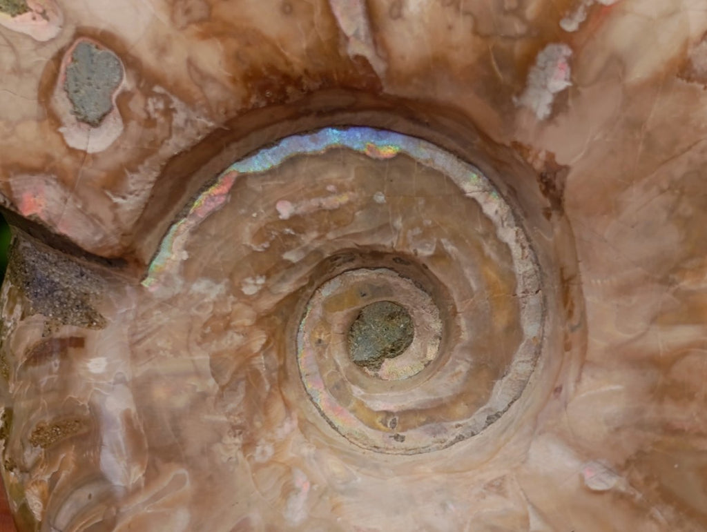 Polished Opalized Cleoniceras Ammonite Fossils x 3 From Tulear, Madagascar