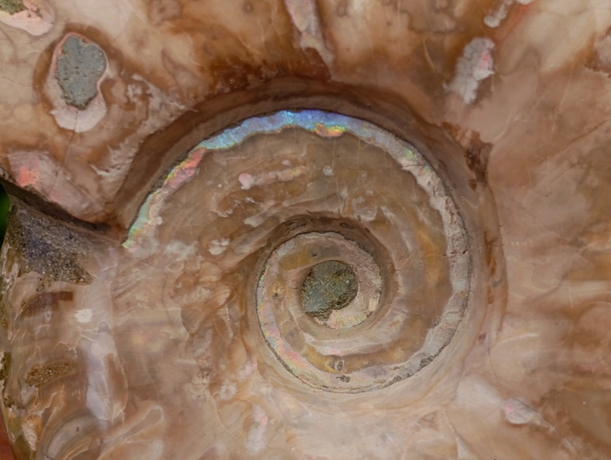 Polished Opalized Cleoniceras Ammonite Fossils x 3 From Tulear, Madagascar