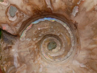 Polished Opalized Cleoniceras Ammonite Fossils x 3 From Tulear, Madagascar