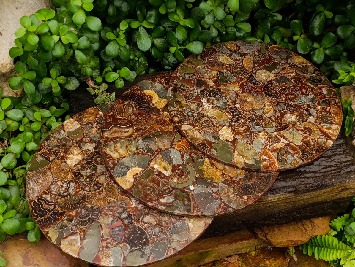Hand Made Ammonite Conglomerate Display Plaques x 3 From Mahajanga, Madagascar - Toprock Gemstones and Minerals 