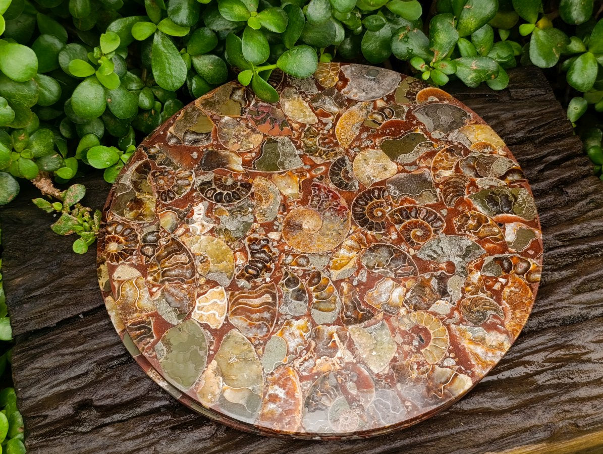 Hand Made Ammonite Conglomerate Display Plaques x 3 From Mahajanga, Madagascar