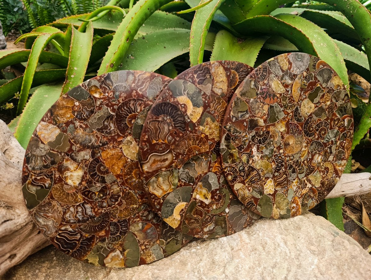 Hand Made Ammonite Conglomerate Display Plaques x 3 From Mahajanga, Madagascar
