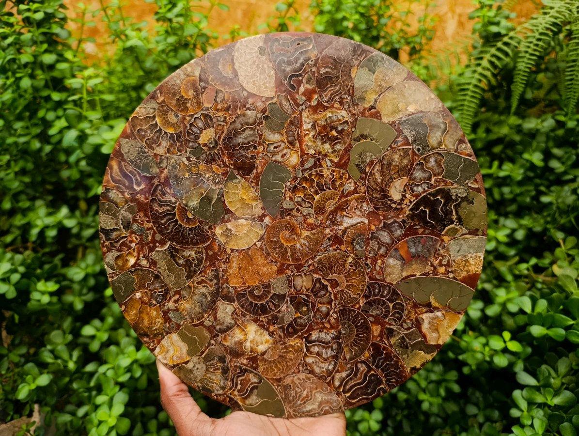 Hand Made Ammonite Conglomerate Display Plaques x 3 From Mahajanga, Madagascar