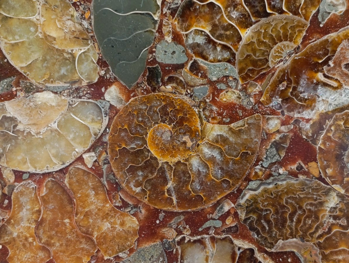 Hand Made Ammonite Conglomerate Display Plaques x 3 From Mahajanga, Madagascar