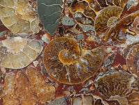 Hand Made Ammonite Conglomerate Display Plaques x 3 From Mahajanga, Madagascar