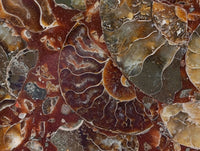 Hand Made Ammonite Conglomerate Display Plaques x 3 From Mahajanga, Madagascar