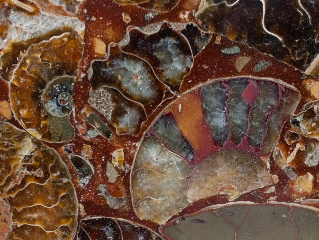 Hand Made Ammonite Conglomerate Display Plaques x 3 From Mahajanga, Madagascar - Toprock Gemstones and Minerals 