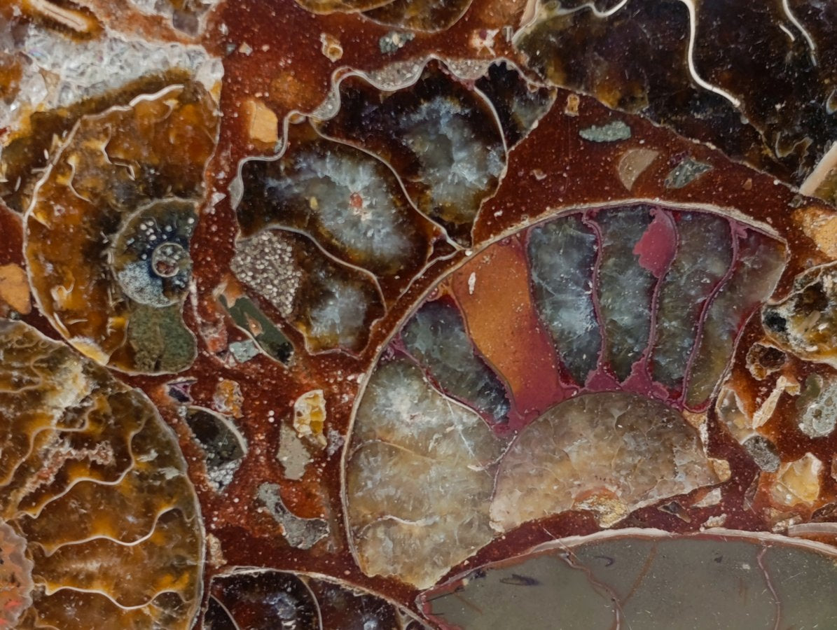 Hand Made Ammonite Conglomerate Display Plaques x 3 From Mahajanga, Madagascar