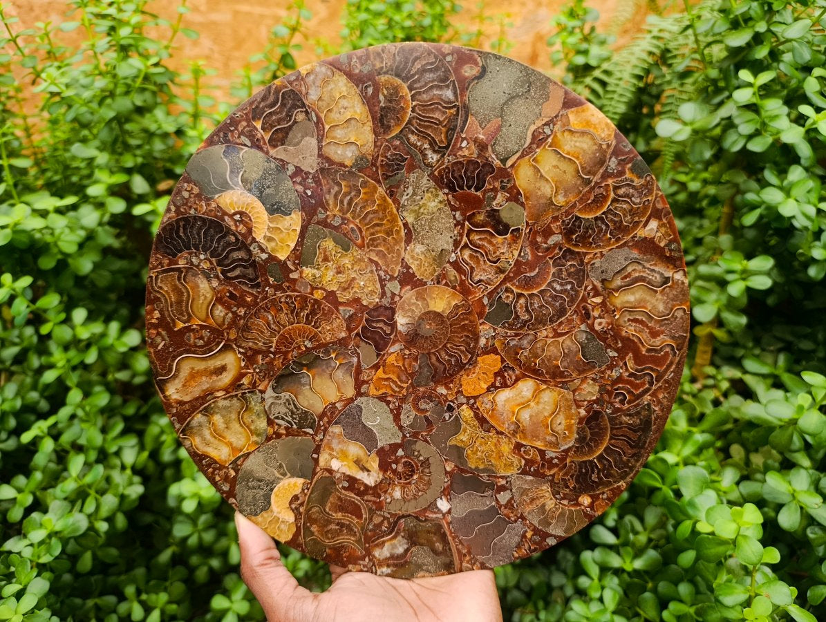 Hand Made Ammonite Conglomerate Display Plaques x 3 From Mahajanga, Madagascar