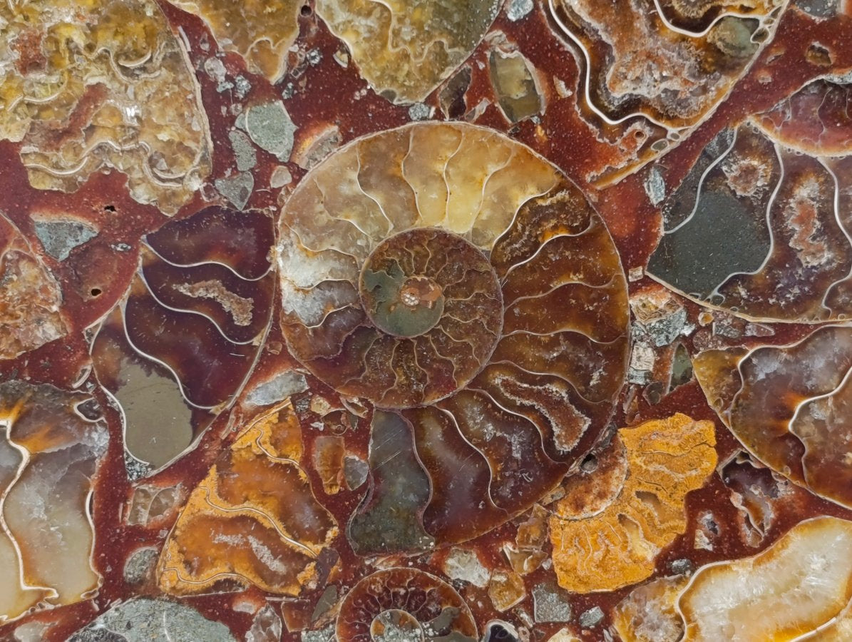 Hand Made Ammonite Conglomerate Display Plaques x 3 From Mahajanga, Madagascar