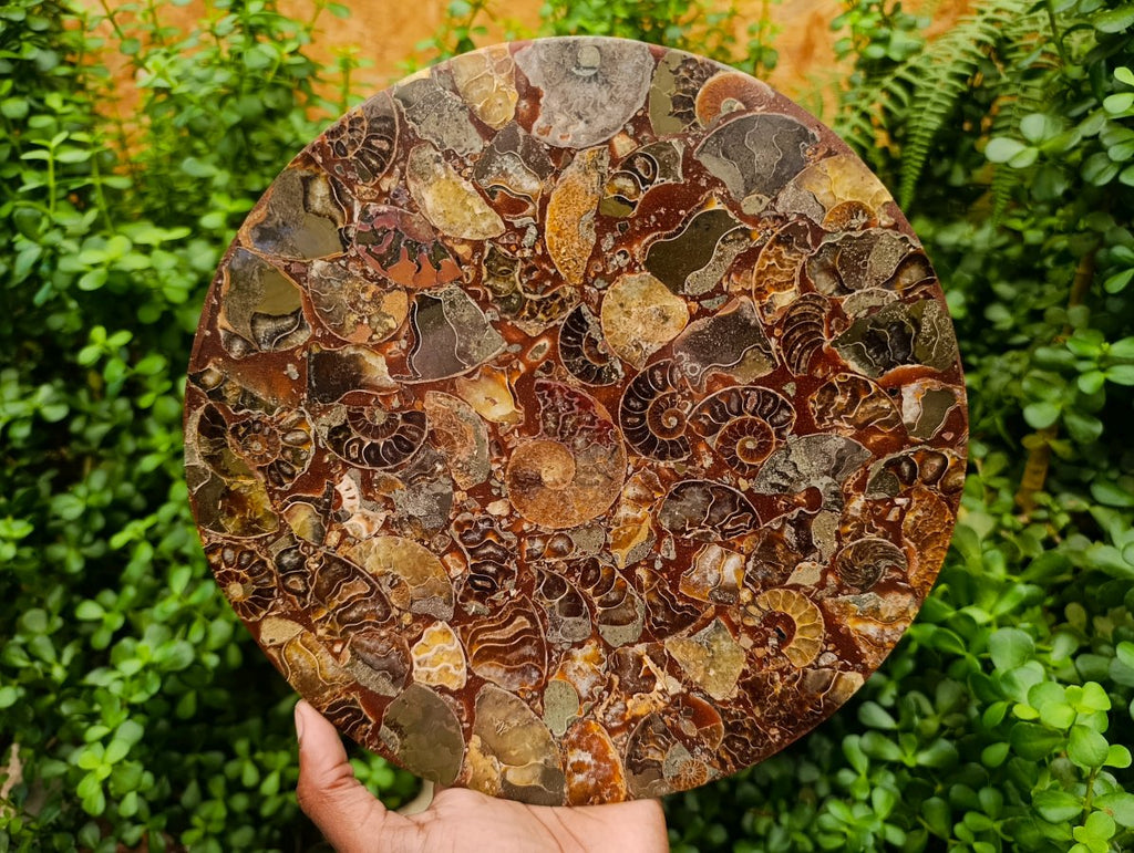 Hand Made Ammonite Conglomerate Display Plaques x 3 From Mahajanga, Madagascar - Toprock Gemstones and Minerals 