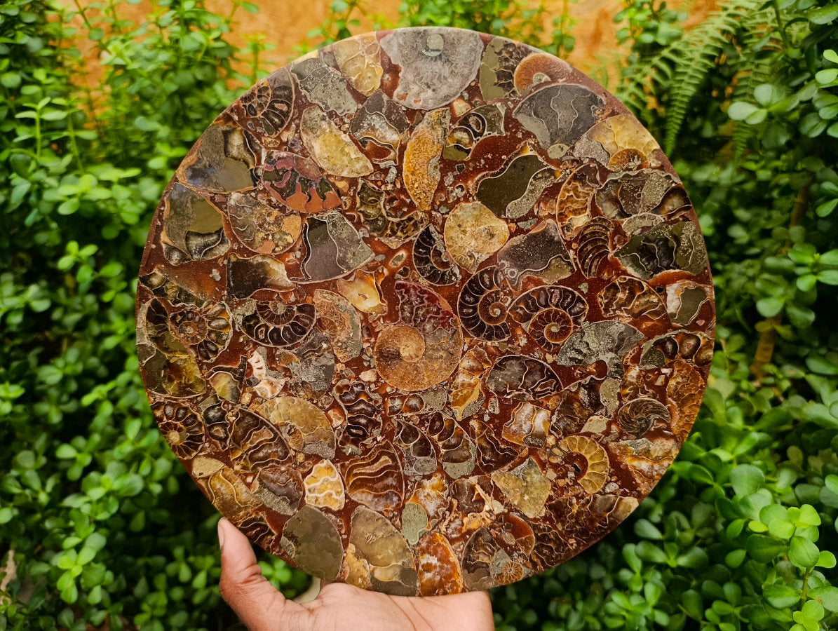 Hand Made Ammonite Conglomerate Display Plaques x 3 From Mahajanga, Madagascar