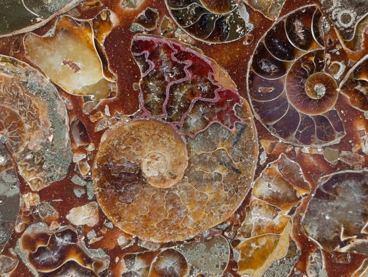 Hand Made Ammonite Conglomerate Display Plaques x 3 From Mahajanga, Madagascar