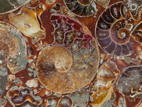 Hand Made Ammonite Conglomerate Display Plaques x 3 From Mahajanga, Madagascar