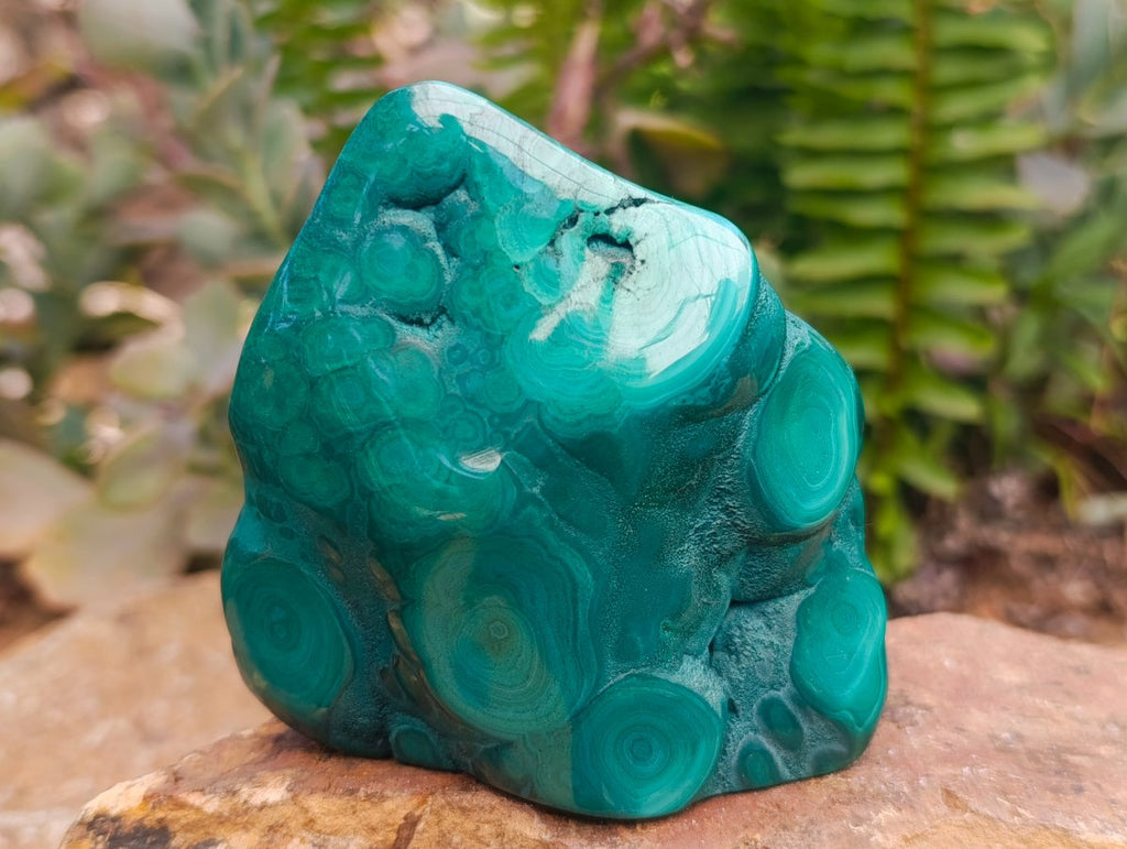 Polished Flower Banded Malachite Free Forms x 4 From Congo - Toprock Gemstones and Minerals 