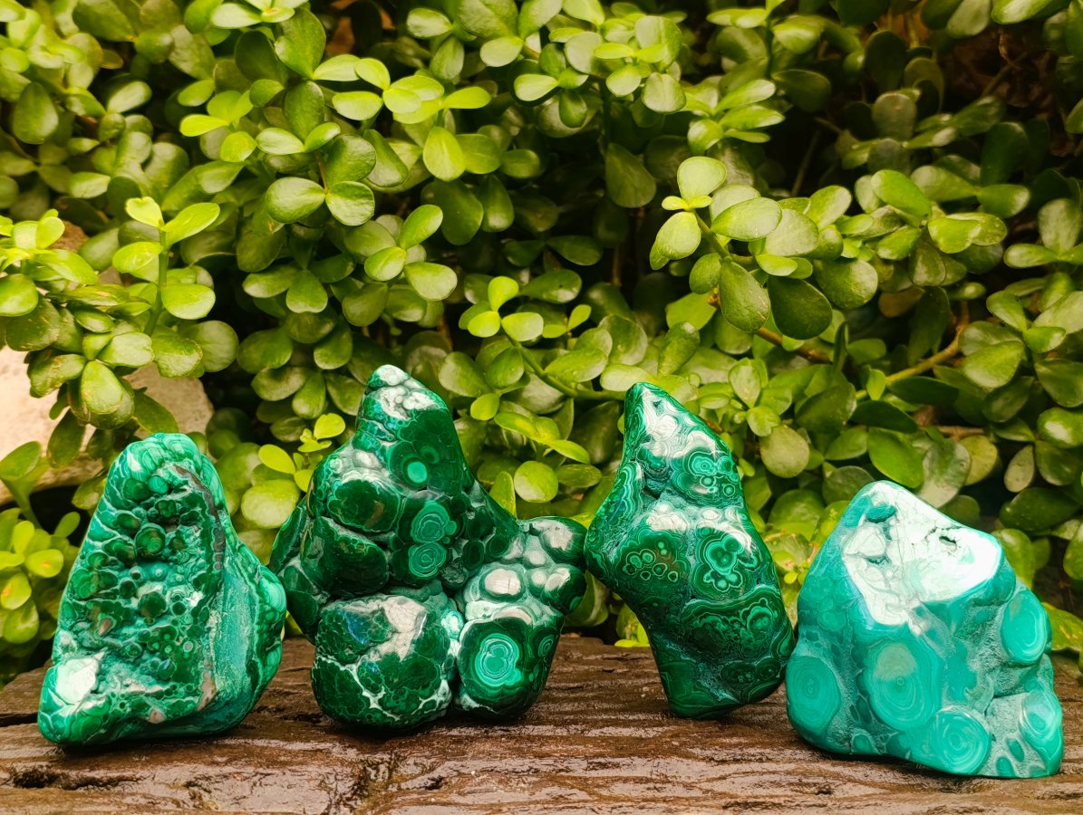 Polished Flower Banded Malachite Free Forms x 4 From Congo - Toprock Gemstones and Minerals 