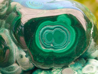 Polished Flower Banded Malachite Free Forms x 4 From Congo