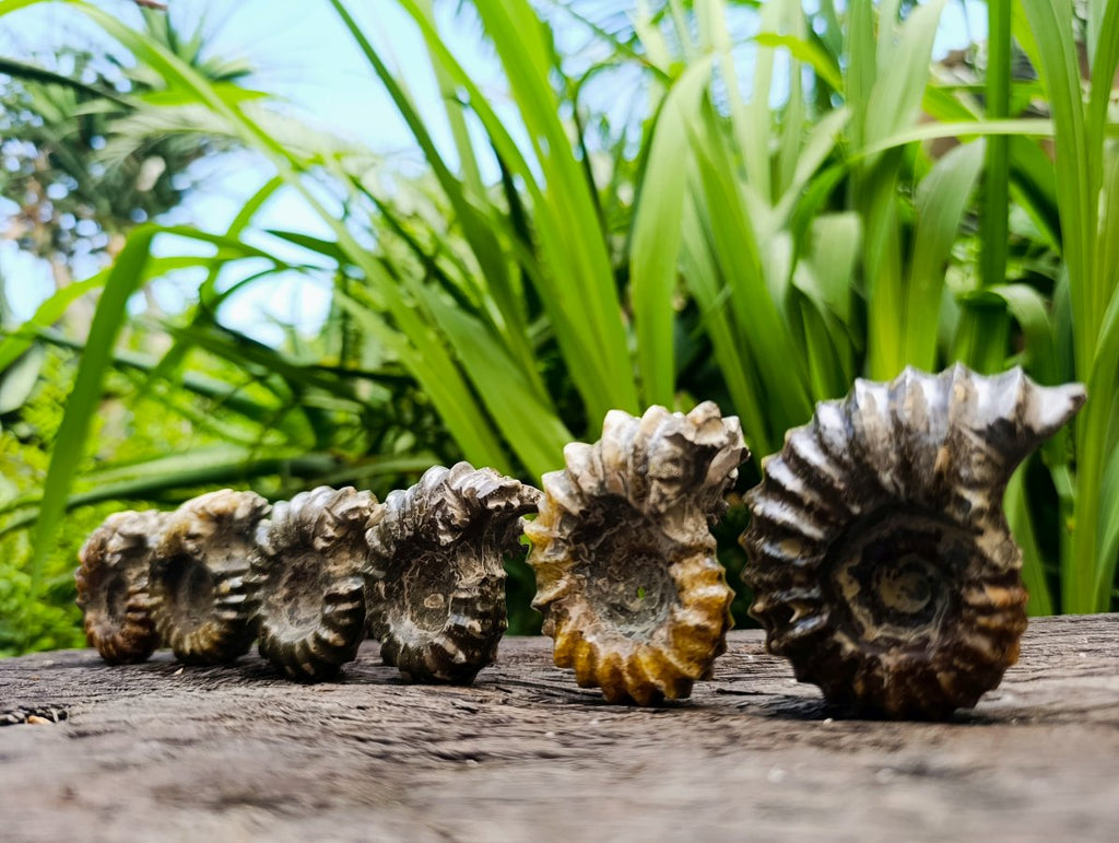 Polished Douvilleiceras Ammonite Fossils x 6 From Maintirano, Madagascar