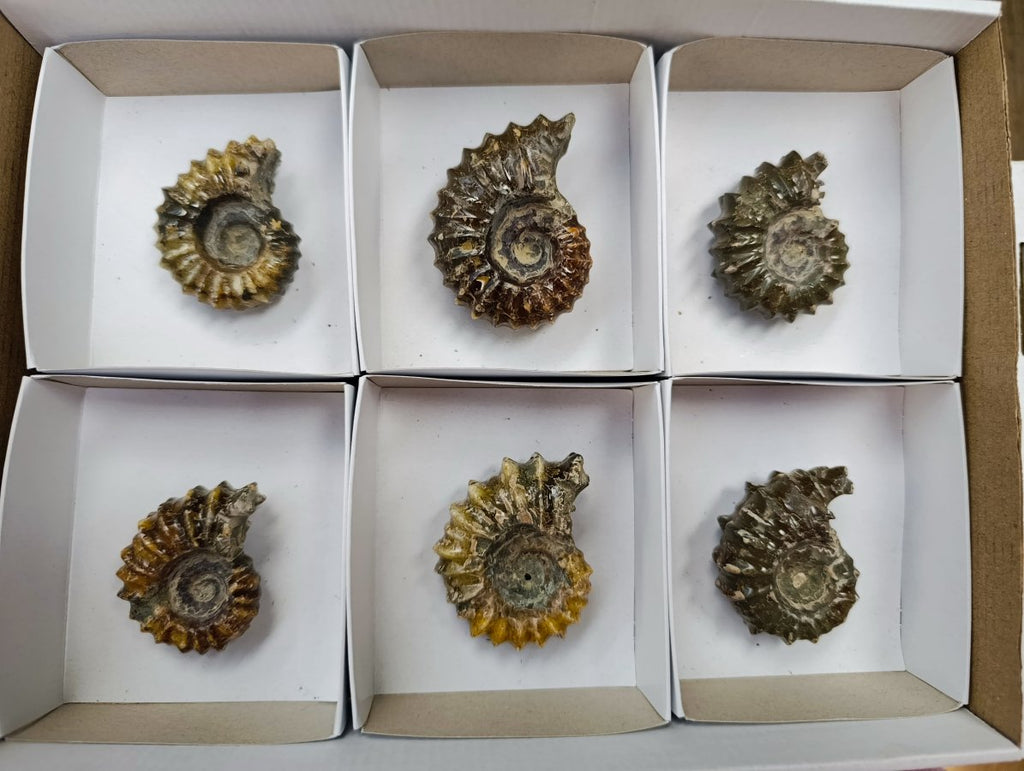 Polished Douvilleiceras Ammonite Fossils x 6 From Maintirano, Madagascar