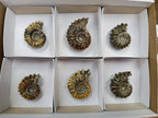 Polished Douvilleiceras Ammonite Fossils x 6 From Maintirano, Madagascar