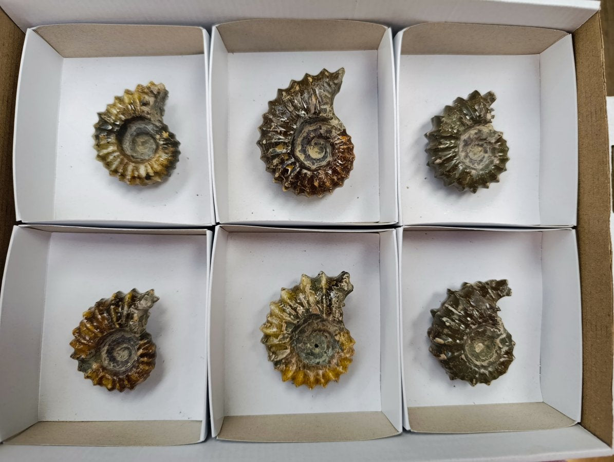 Polished Douvilleiceras Ammonite Fossils x 6 From Maintirano, Madagascar