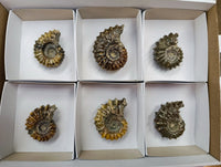 Polished Douvilleiceras Ammonite Fossils x 6 From Maintirano, Madagascar