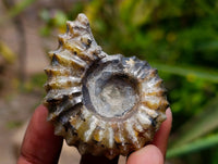 Polished Douvilleiceras Ammonite Fossils x 6 From Maintirano, Madagascar