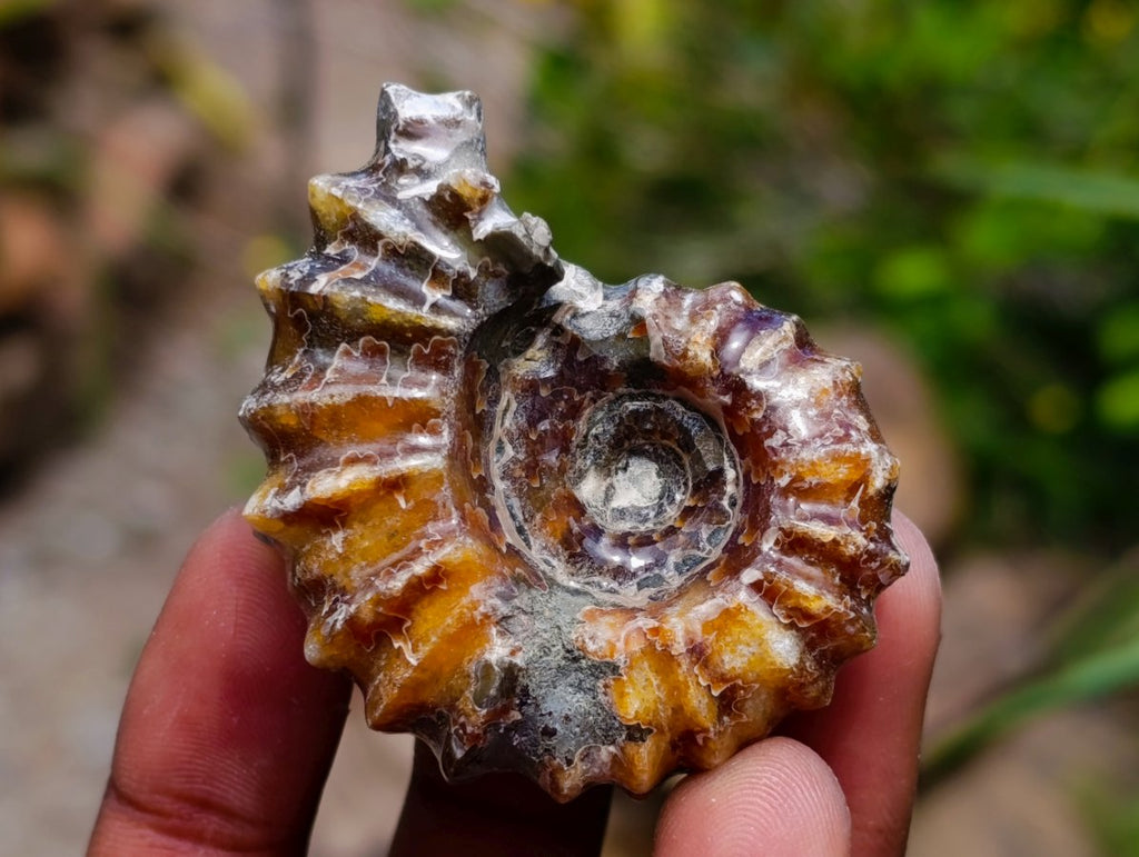 Polished Douvilleiceras Ammonite Fossils x 6 From Maintirano, Madagascar