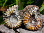 Polished Douvilleiceras Ammonite Fossils x 6 From Maintirano, Madagascar