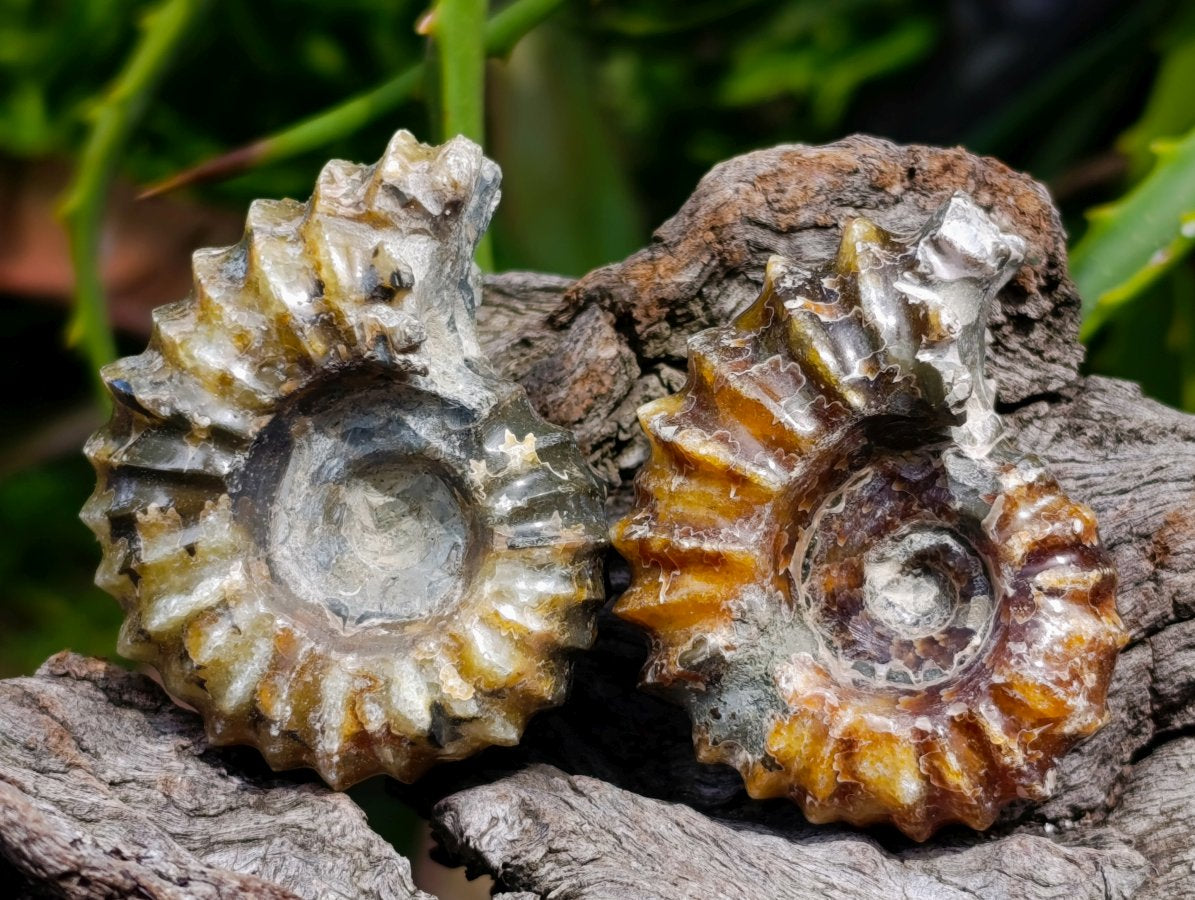 Polished Douvilleiceras Ammonite Fossils x 6 From Maintirano, Madagascar