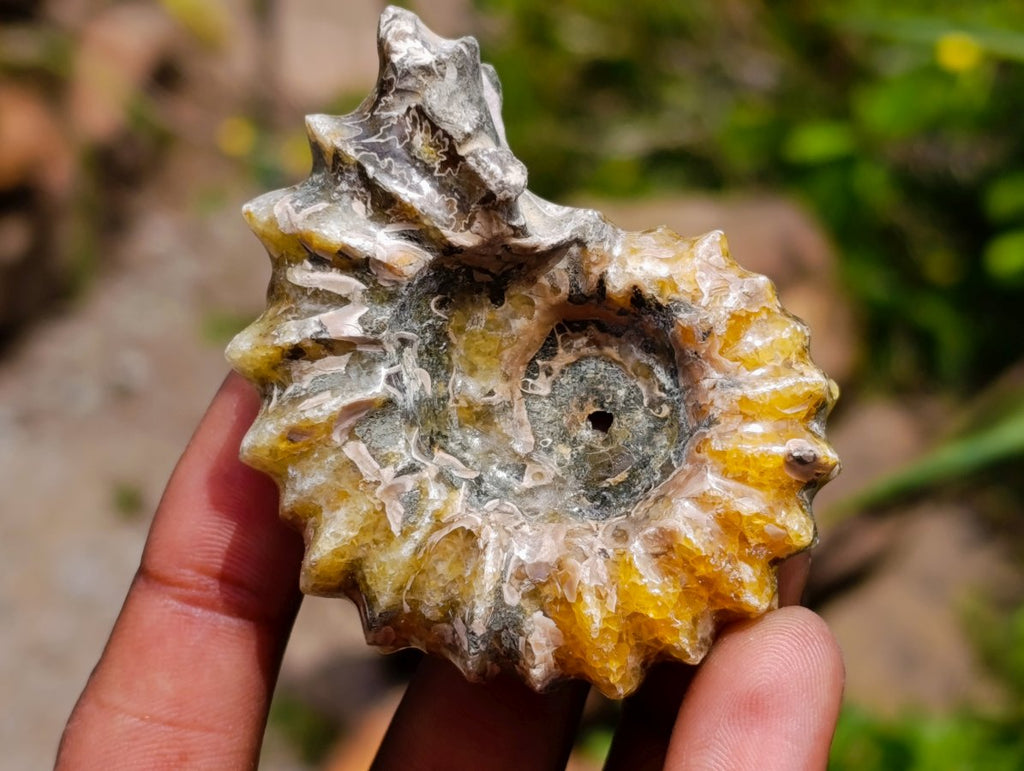 Polished Douvilleiceras Ammonite Fossils x 6 From Maintirano, Madagascar