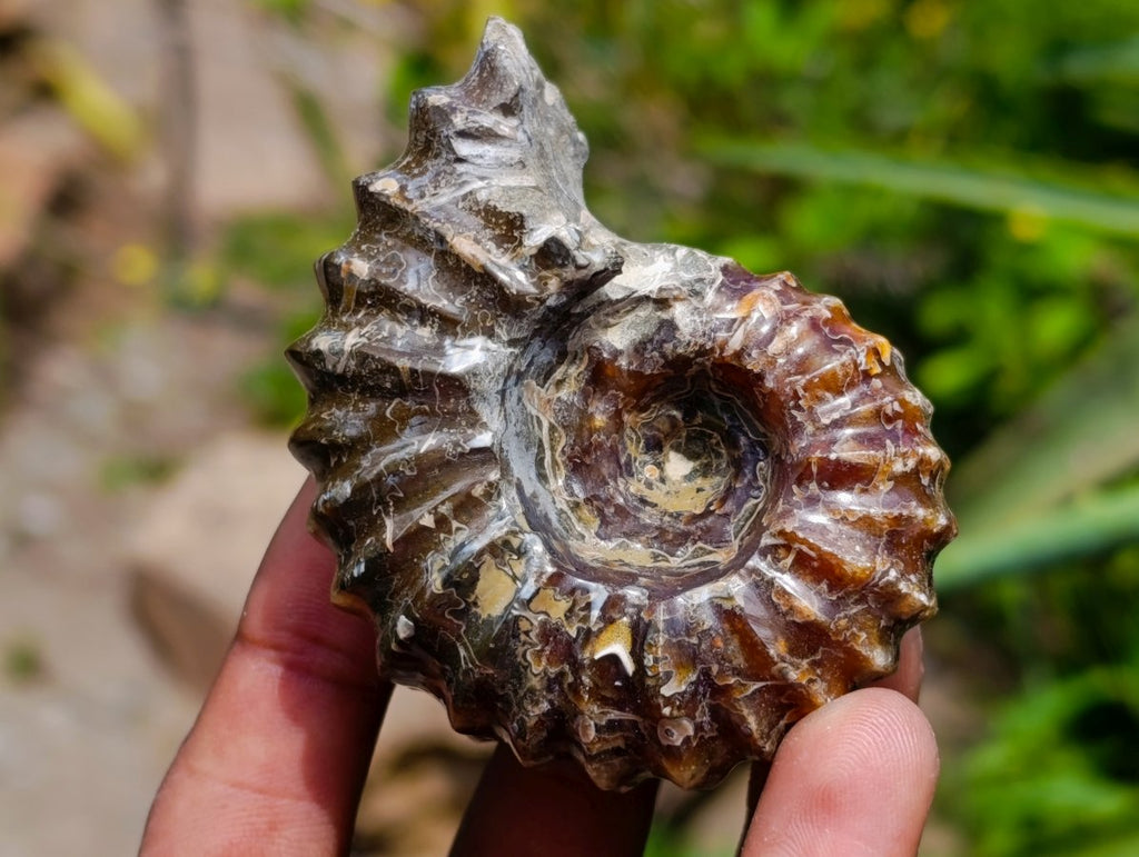 Polished Douvilleiceras Ammonite Fossils x 6 From Maintirano, Madagascar