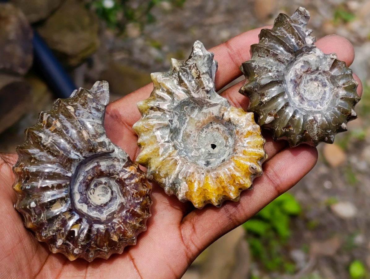 Polished Douvilleiceras Ammonite Fossils x 6 From Maintirano, Madagascar