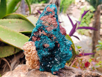 Natural Dioptase On Dolomite Specimen x 1 From Likasi, Congo