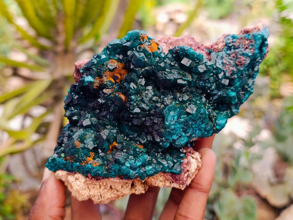Natural Dioptase On Dolomite Specimen x 1 From Likasi, Congo