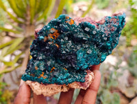 Natural Dioptase On Dolomite Specimen x 1 From Likasi, Congo