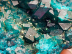 Natural Dioptase On Dolomite Specimen x 1 From Likasi, Congo