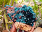 Natural Dioptase On Dolomite Specimen x 1 From Likasi, Congo