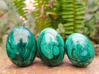Polished Flower Banded Malachite Gemstone Eggs x 6 From Congo