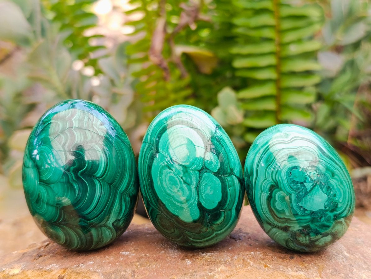 Polished Flower Banded Malachite Gemstone Eggs x 6 From Congo