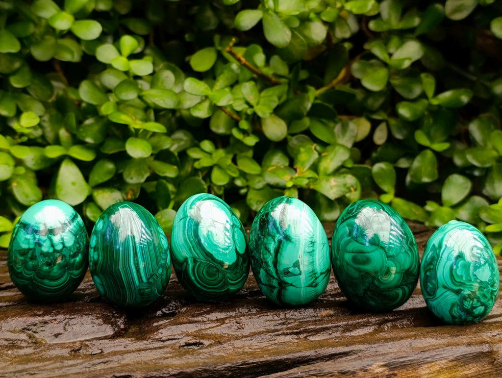 Polished Flower Banded Malachite Gemstone Eggs x 6 From Congo