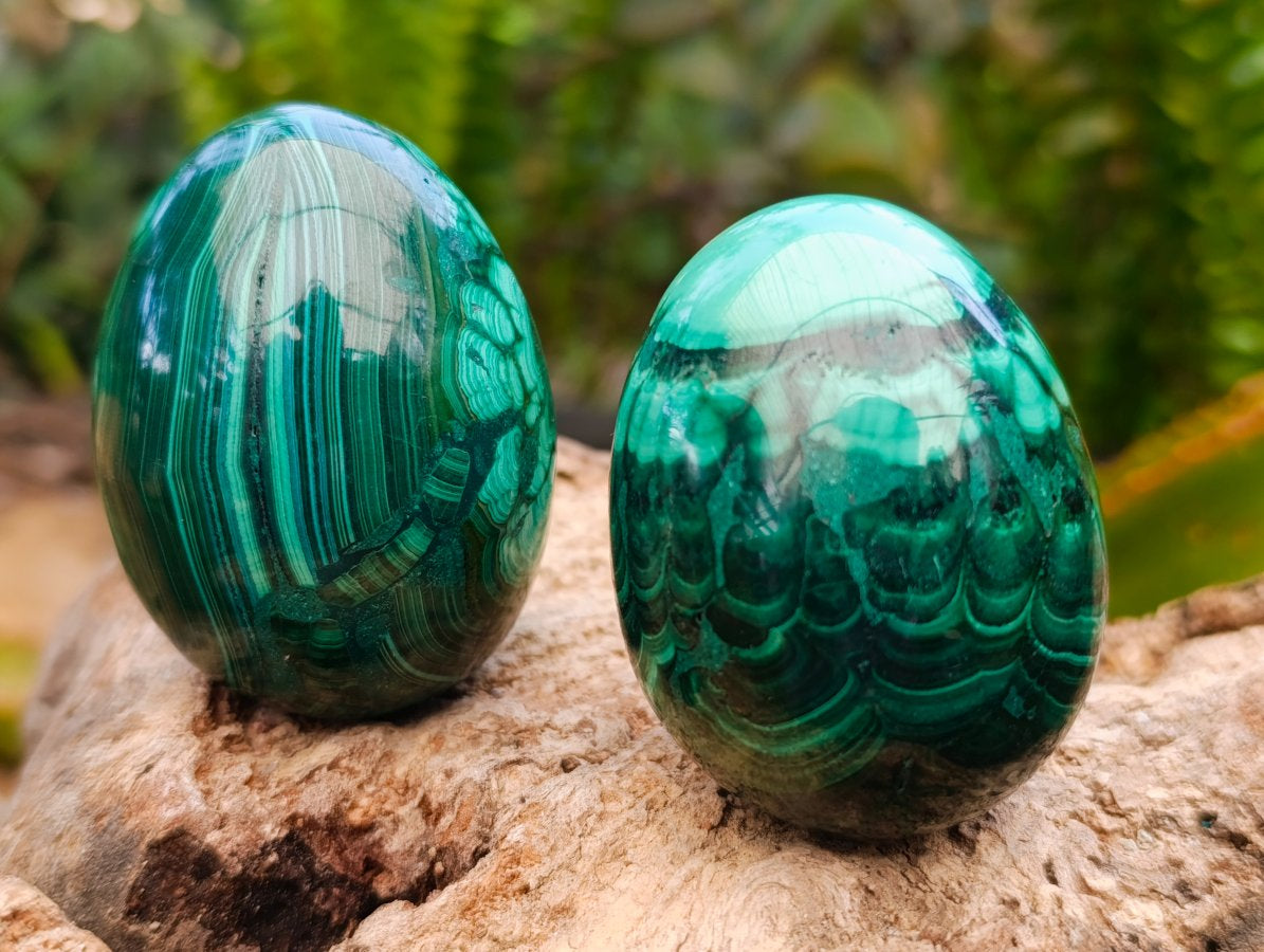 Polished Flower Banded Malachite Gemstone Eggs x 6 From Congo
